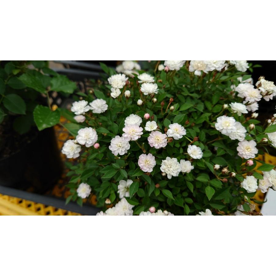 バラ苗 挿し木苗 12cmポット ピッコリーナ : Apple Roses - 通販 バラ苗 挿し木苗 12cmポット ピッコリーナ : Apple Roses - 通販