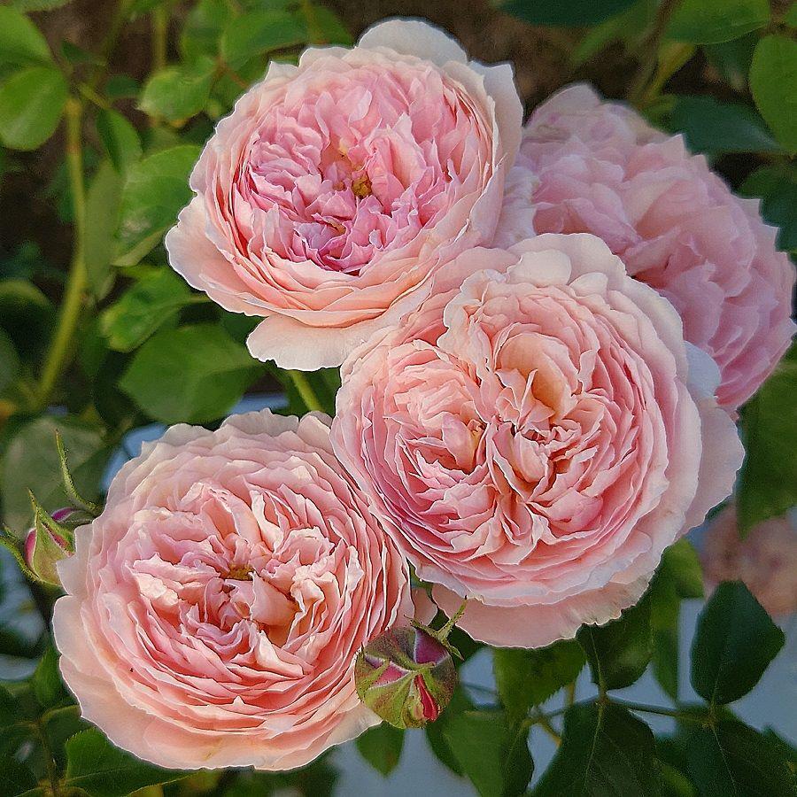 バラ苗　ご確認用 ご確認用バラ苗 バラ挿し木苗 フロ①