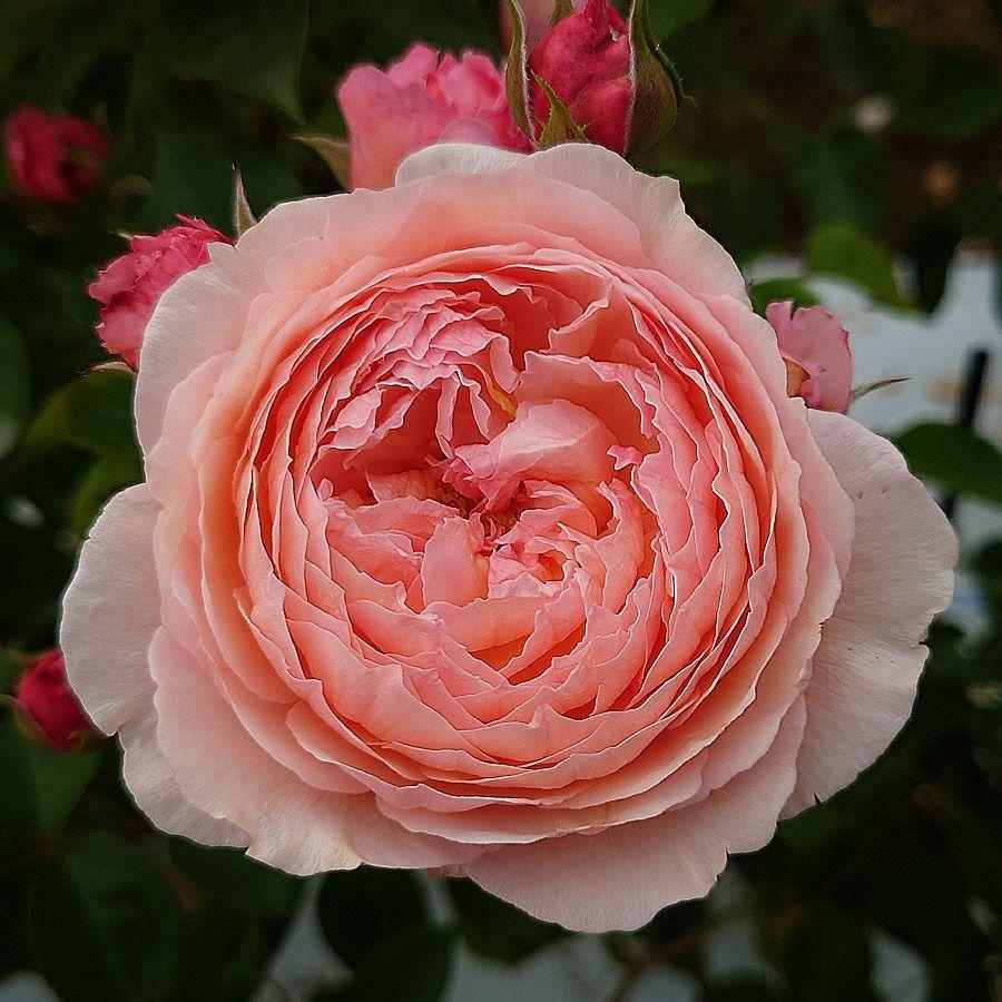 バラ苗 即納 大苗 18cmポット アルカーナ : Apple Roses - 通販