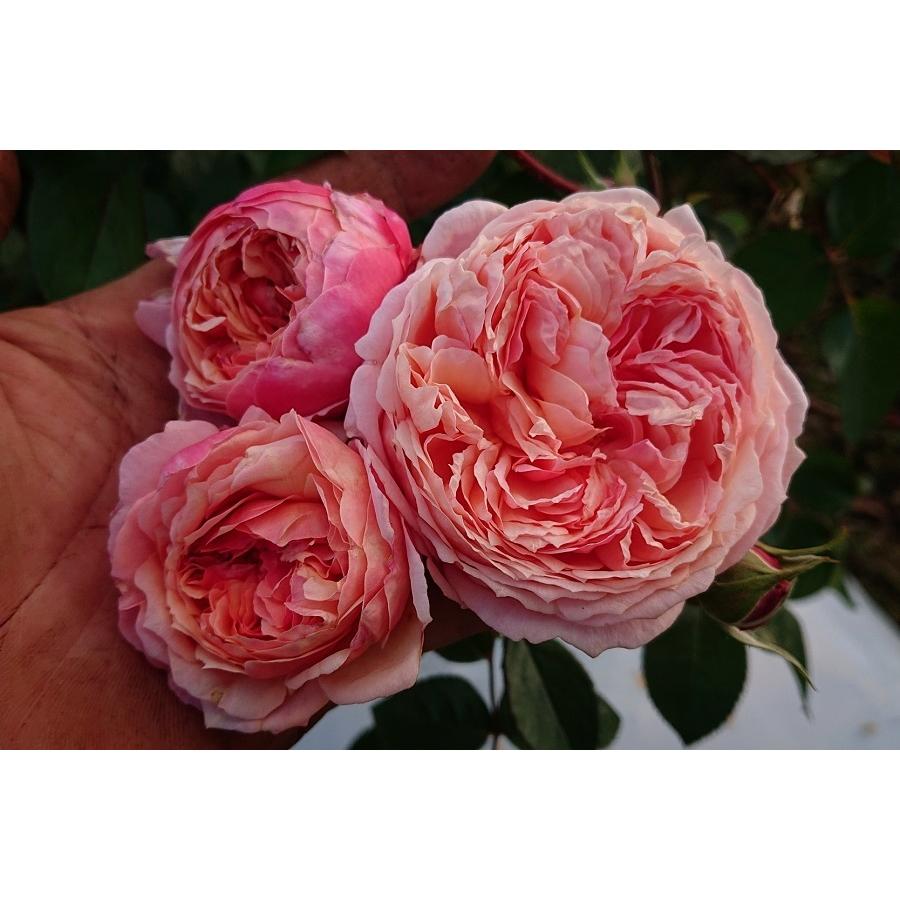 バラ苗 大苗 18cmポット アルカーナ : Apple Roses - 通販 - Yahoo