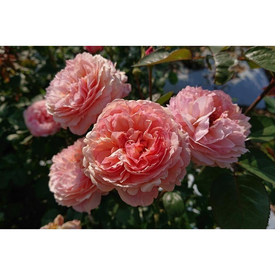 バラ苗 即納 大苗 18cmポット アルカーナ : Apple Roses - 通販