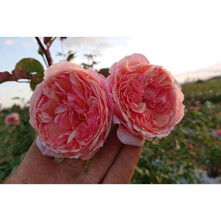 バラ苗 即納 大苗 18cmポット アルカーナ : Apple Roses - 通販