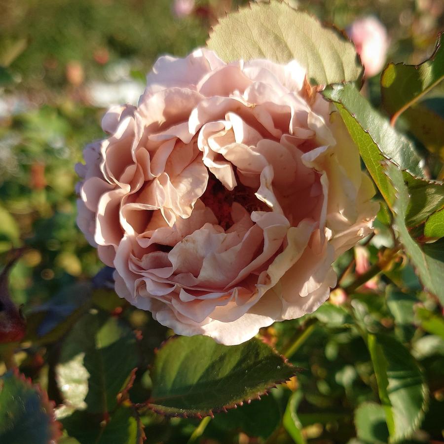 バラ苗 即納 大苗 18cmポット シャロン : Apple Roses - 通販 - Yahoo