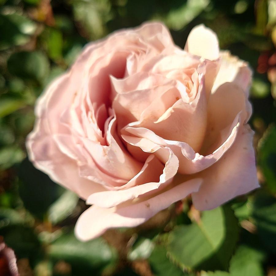 バラ苗 即納 大苗 18cmポット シャロン : Apple Roses - 通販 - Yahoo