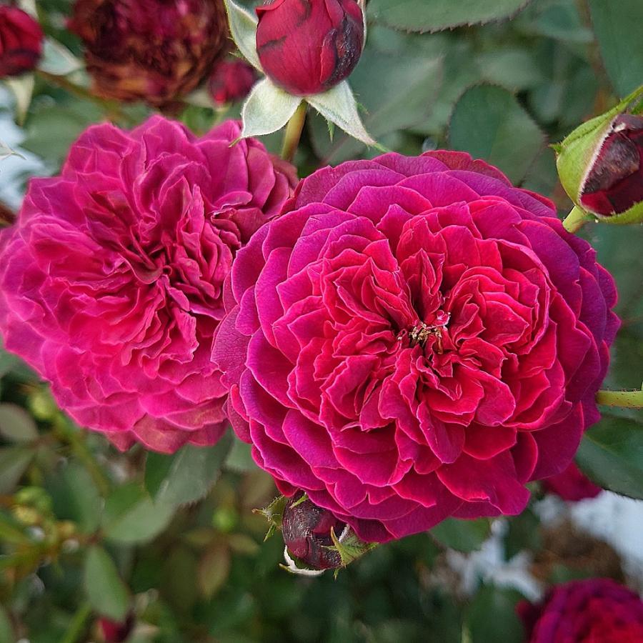 バラ苗 大苗 18cmポット サーカス ナイト : Apple Roses - 通販 バラ苗 大苗 18cmポット サーカス ナイト : Apple Roses - 通販
