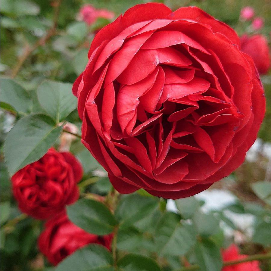 バラ苗 大苗 18cmポット カントリー ハウス : Apple Roses バラ苗 大苗 18cmポット カントリー ハウス : Apple Roses