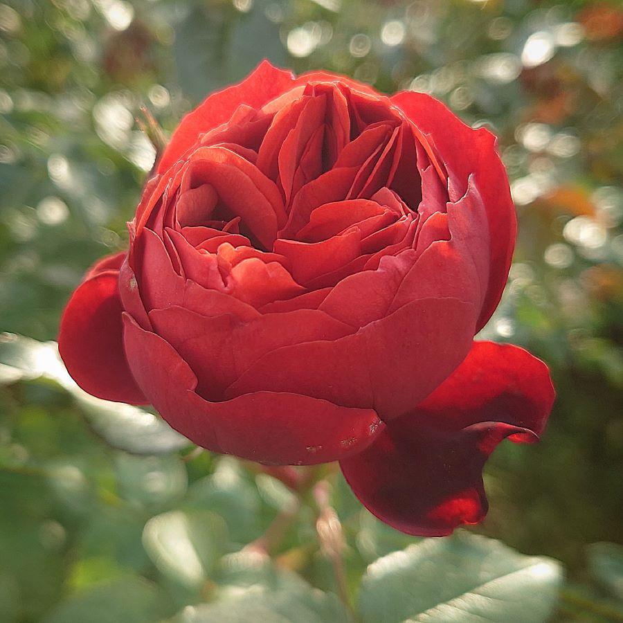 バラ苗 大苗 18cmポット カントリー ハウス : Apple Roses バラ苗 大苗 18cmポット カントリー ハウス : Apple Roses