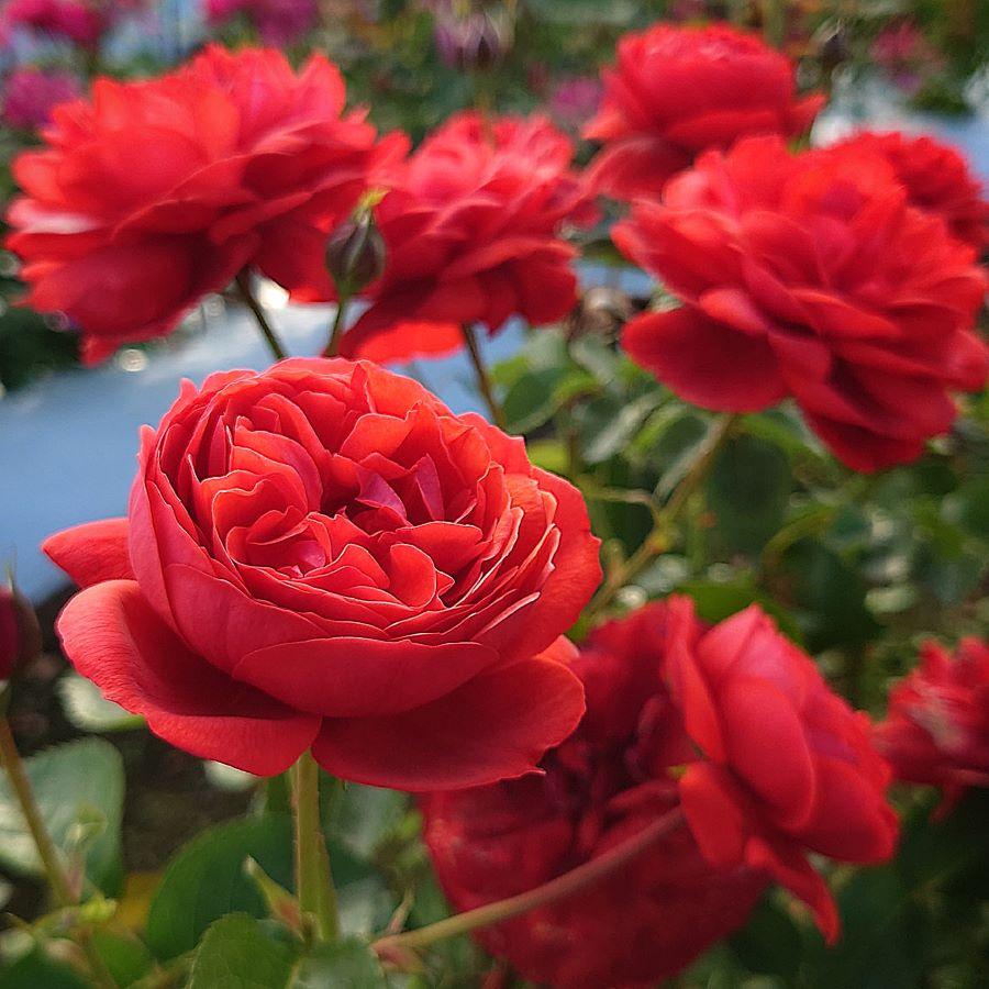 バラ苗 大苗 18cmポット カントリー ハウス : Apple Roses バラ苗 大苗 18cmポット カントリー ハウス : Apple Roses