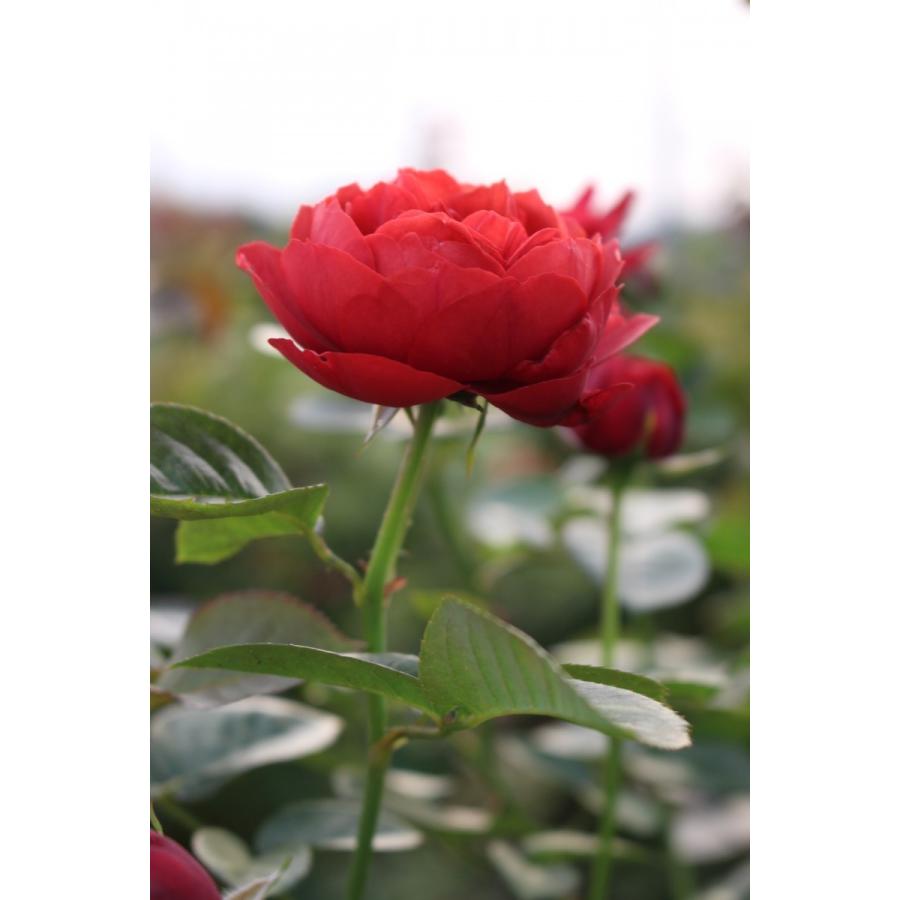 バラ苗 大苗 18cmポット カントリー ハウス : Apple Roses バラ苗 大苗 18cmポット カントリー ハウス : Apple Roses