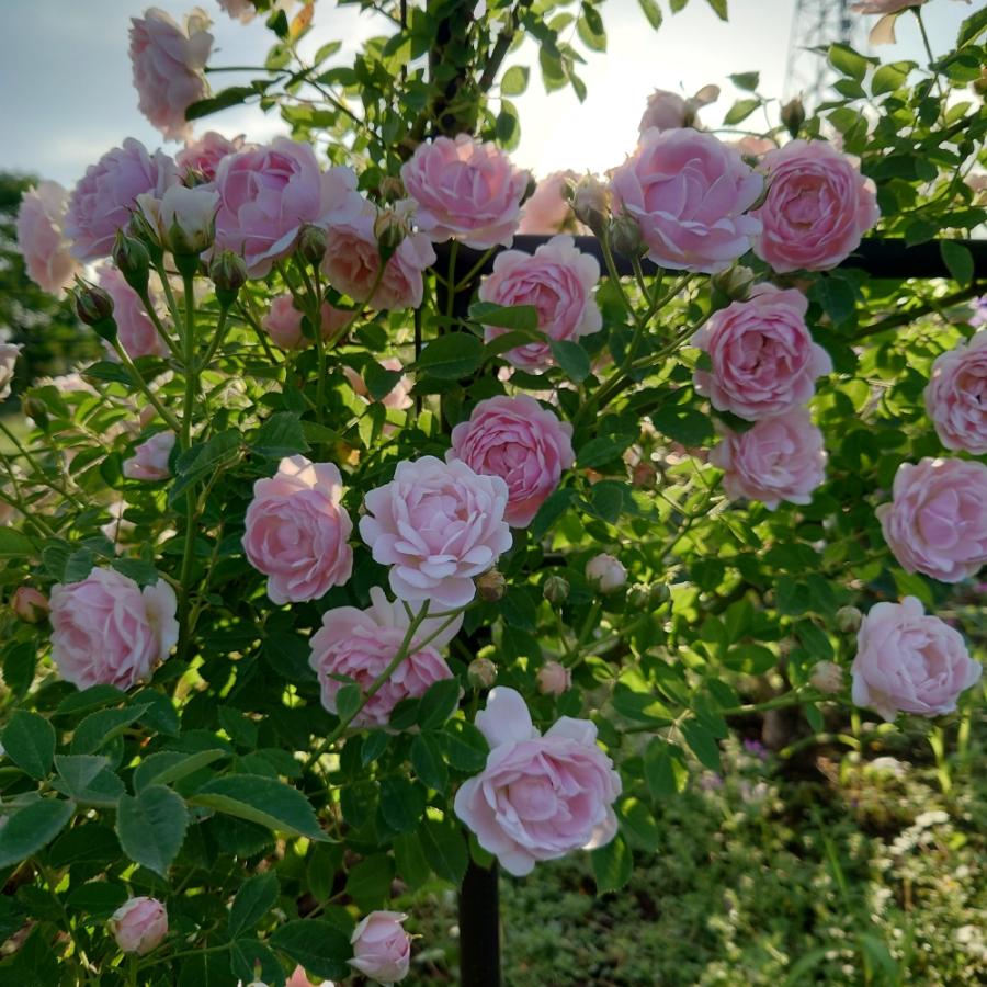 バラ苗 即納 大苗 18cmポット ハルシオン : Apple Roses - 通販