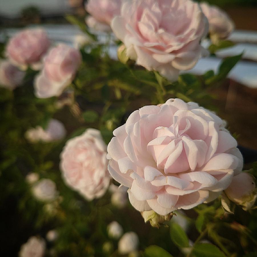 バラ苗 即納 大苗 18cmポット ハルシオン : Apple Roses - 通販