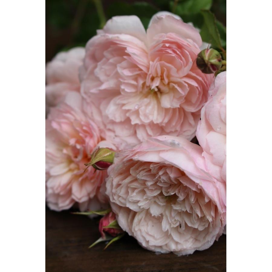 バラ苗 大苗 18cmポット 花千鳥 : Apple Roses - 通販 - Yahoo バラ苗 大苗 18cmポット 花千鳥 : Apple Roses - 通販 - Yahoo