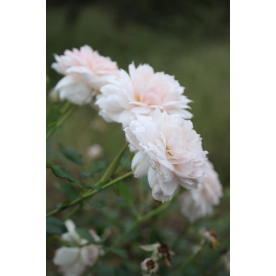 バラ苗 大苗 18cmポット 花千鳥 : Apple Roses - 通販 - Yahoo バラ苗 大苗 18cmポット 花千鳥 : Apple Roses - 通販 - Yahoo