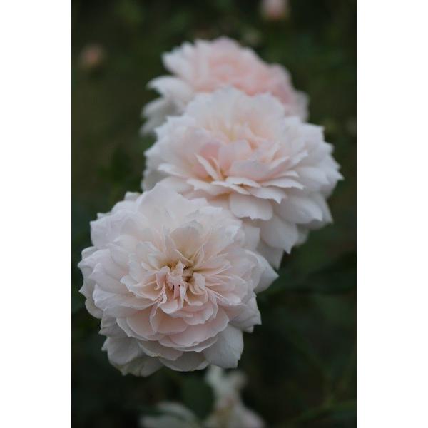 バラ苗 大苗 18cmポット 花千鳥 : Apple Roses - 通販 - Yahoo バラ苗 大苗 18cmポット 花千鳥 : Apple Roses - 通販 - Yahoo
