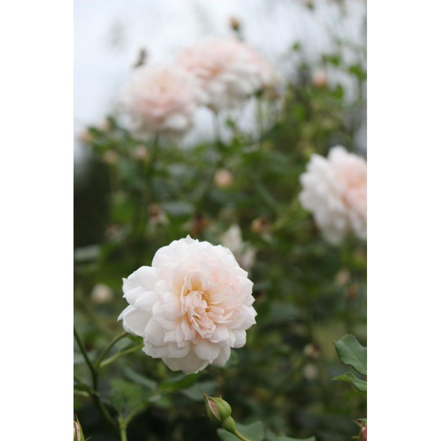 バラ苗 大苗 18cmポット 花千鳥 : Apple Roses - 通販 - Yahoo バラ苗 大苗 18cmポット 花千鳥 : Apple Roses - 通販 - Yahoo