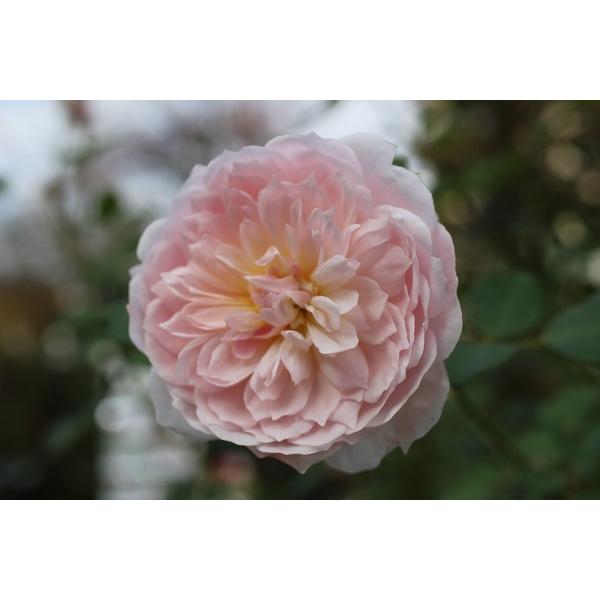 バラ苗 大苗 18cmポット 花千鳥 : Apple Roses - 通販 - Yahoo バラ苗 大苗 18cmポット 花千鳥 : Apple Roses - 通販 - Yahoo