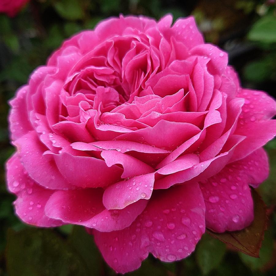 バラ苗 大苗 18cmポット イフリート : Apple Roses - 通販 バラ苗 大苗 18cmポット イフリート : Apple Roses - 通販