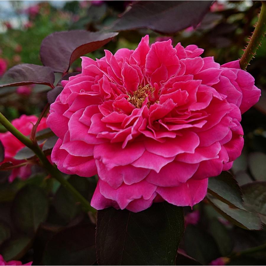 バラ苗 大苗 18cmポット イフリート : Apple Roses - 通販 バラ苗 大苗 18cmポット イフリート : Apple Roses - 通販