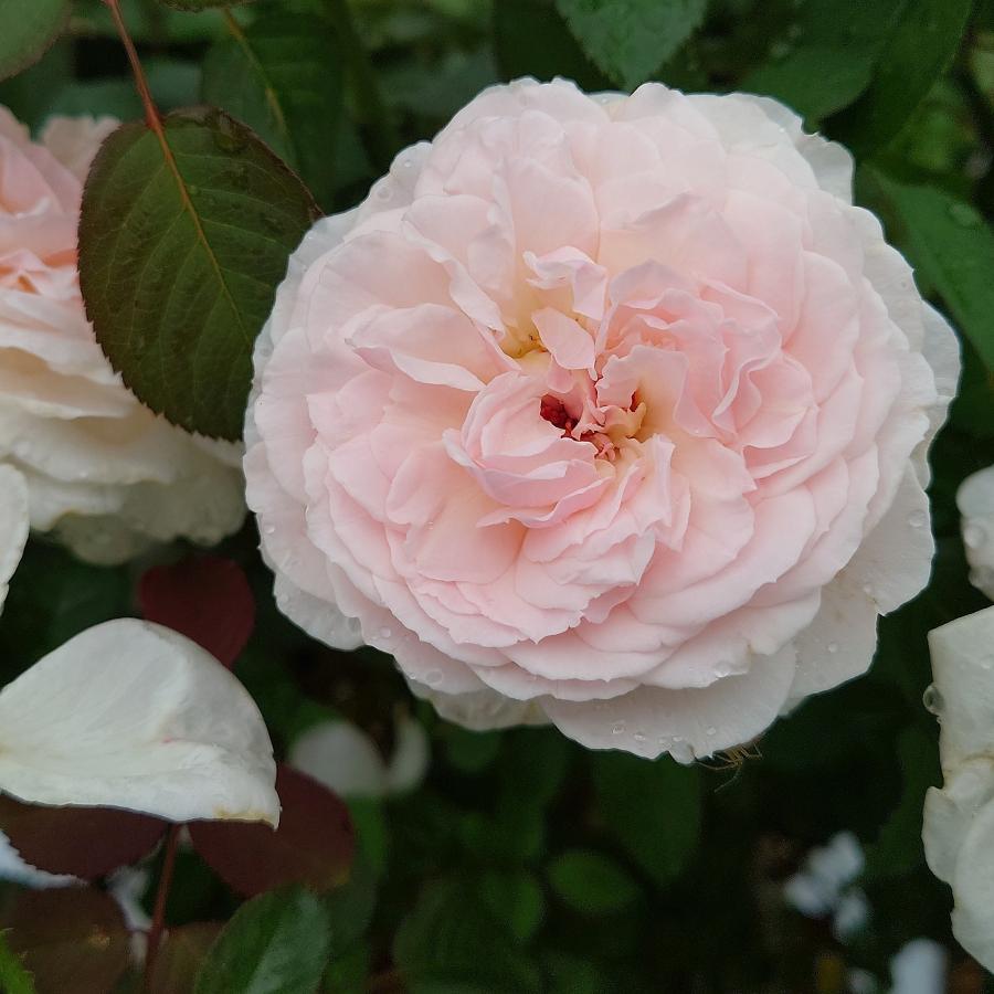 バラ苗 即納 大苗 18cmポット いのり : Apple Roses - 通販 - Yahoo