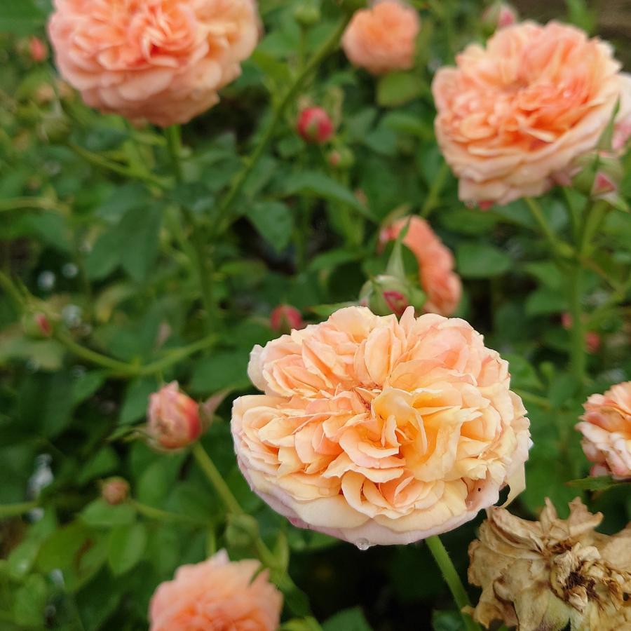 バラ苗 即納 大苗 18cmポット クレー シフォン : Apple Roses - 通販
