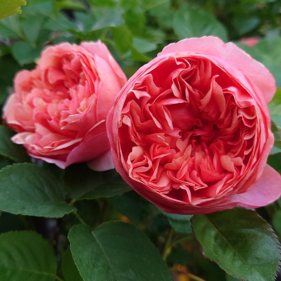 バラ苗 即納 大苗 18cmポット クレー シフォン : Apple Roses - 通販