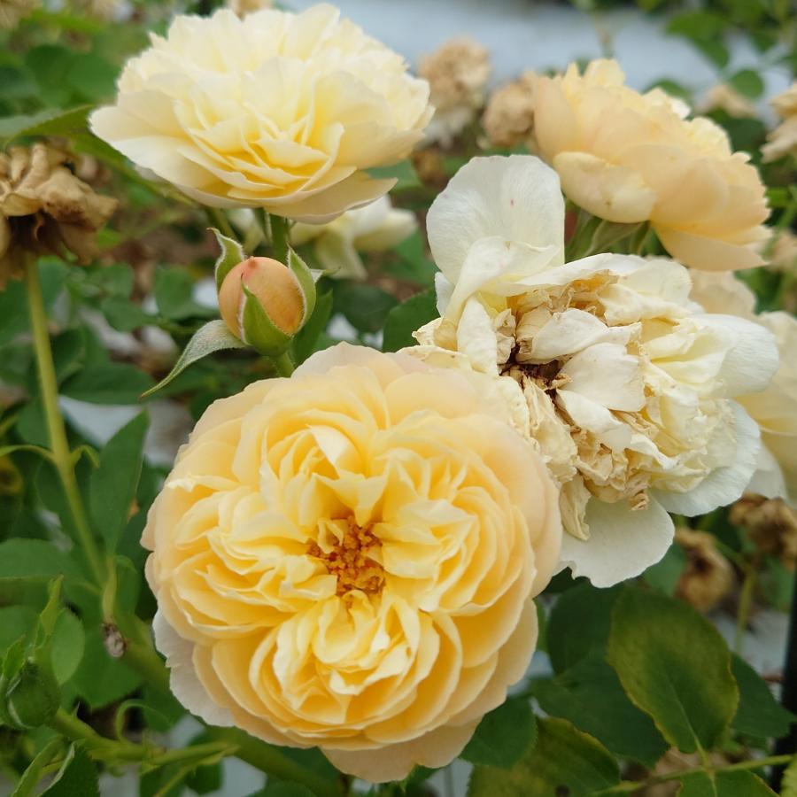 レア薔薇大苗、 バラ苗 即納 大苗 18cmポット クレー シフォン : Apple Roses - 通販