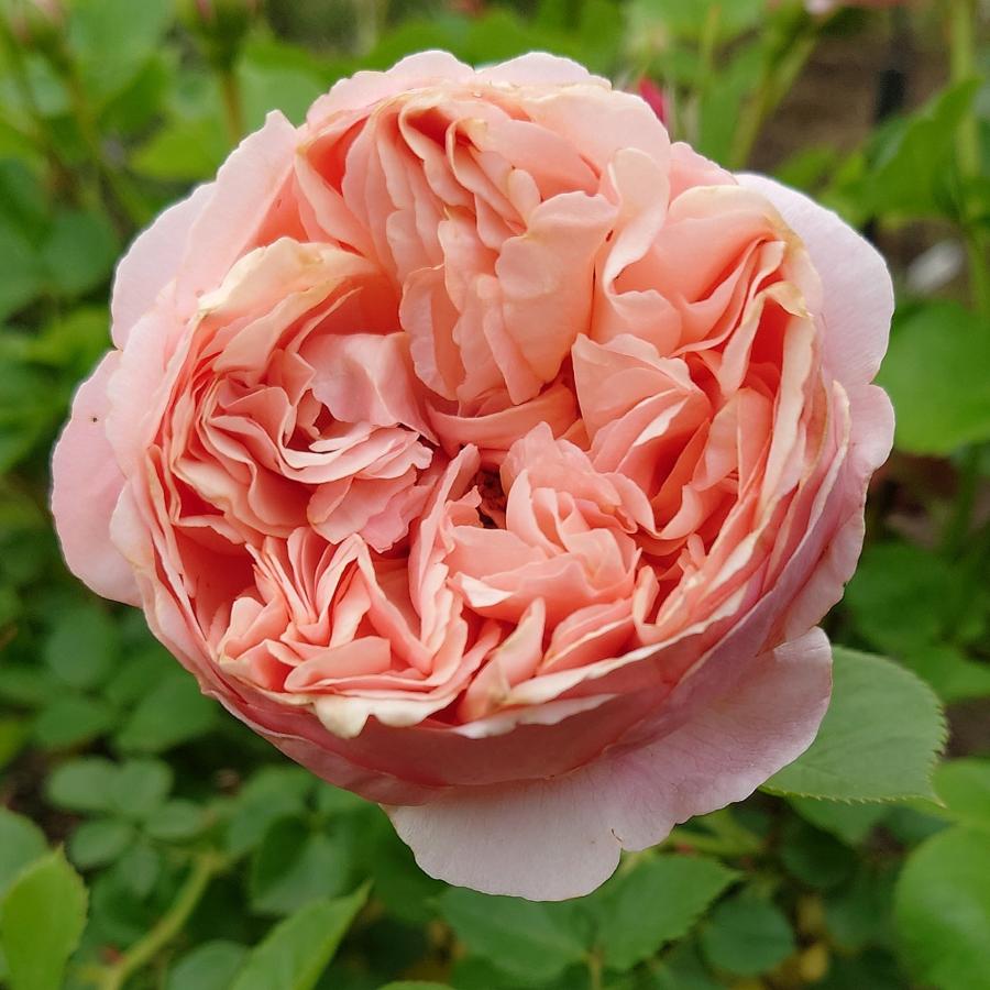 レア薔薇大苗、 バラ大苗 ライデンシャフト 4.5号ロングポット 京成バラ園芸｜花木04