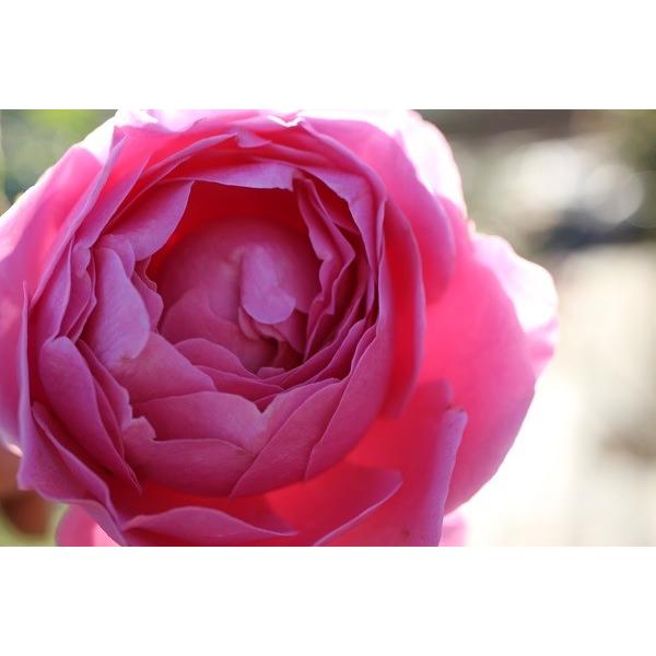 バラ苗 大苗 18cmポット ラブ・シック : Apple Roses - 通販 バラ苗 大苗 18cmポット ラブ・シック : Apple Roses - 通販