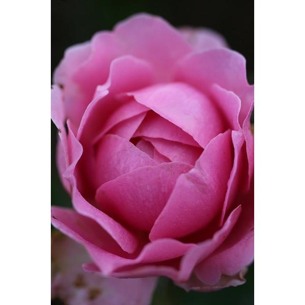 バラ苗 即納 大苗 18cmポット ラブ・シック : Apple Roses - 通販