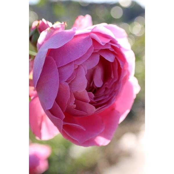 バラ苗 即納 大苗 18cmポット ラブ・シック : Apple Roses - 通販