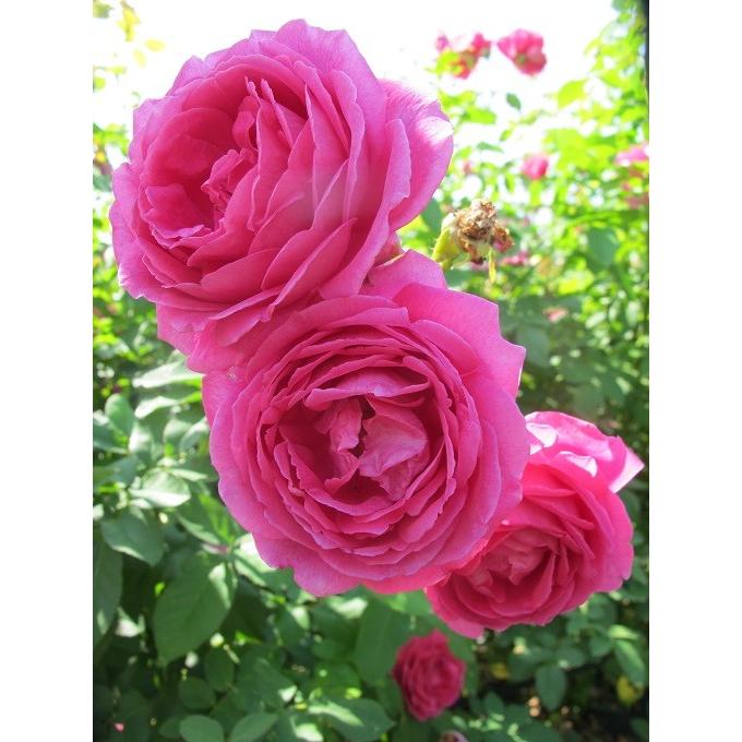 バラ苗 即納 大苗 18cmポット マイスタージンガー : Apple Roses