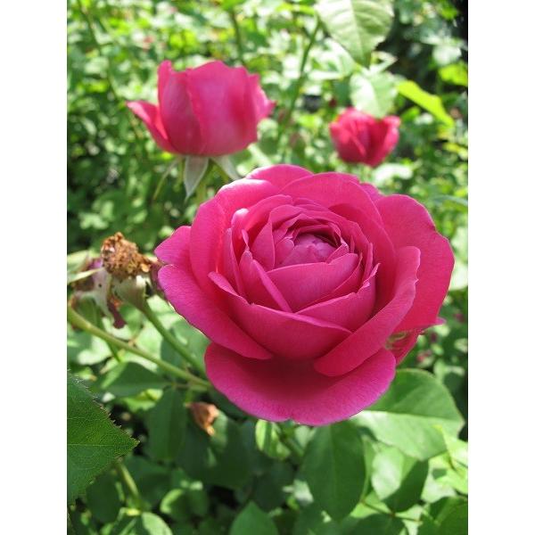 レア❤️カット苗✨丸葉象牙スペシャル✨ バラ苗 大苗 18cmポット マイスタージンガー : Apple Roses