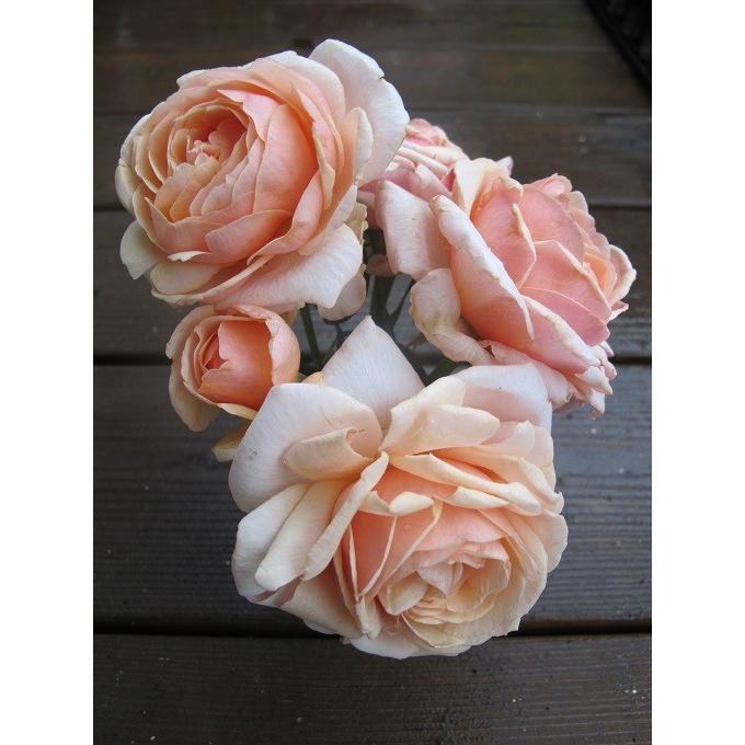 バラ苗 即納 大苗 18cmポット メロウ : Apple Roses - 通販 - Yahoo