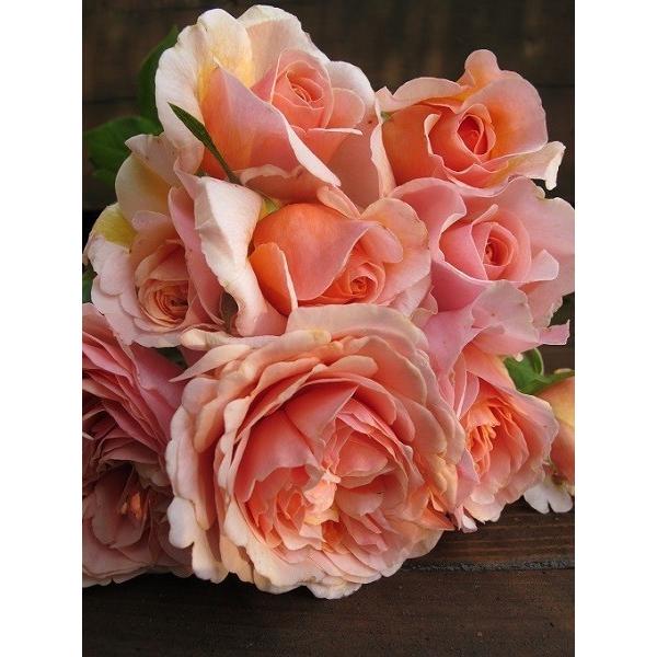 バラ苗 即納 大苗 18cmポット メロウ : Apple Roses - 通販 - Yahoo