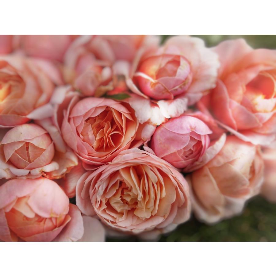 バラ苗 即納 大苗 18cmポット メロウ : Apple Roses - 通販 - Yahoo