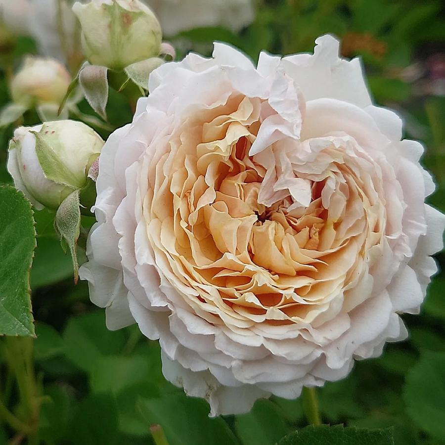 バラ苗 即納 大苗 18cmポット ミルフィオーリ : Apple Roses - 通販