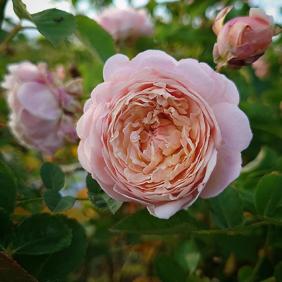 バラ苗　mille バラ苗 大苗 18cmポット ミルフィオーリ : Apple Roses - 通販