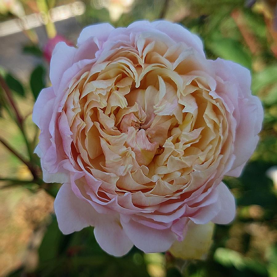 バラ苗 即納 大苗 18cmポット ミルフィオーリ : Apple Roses - 通販