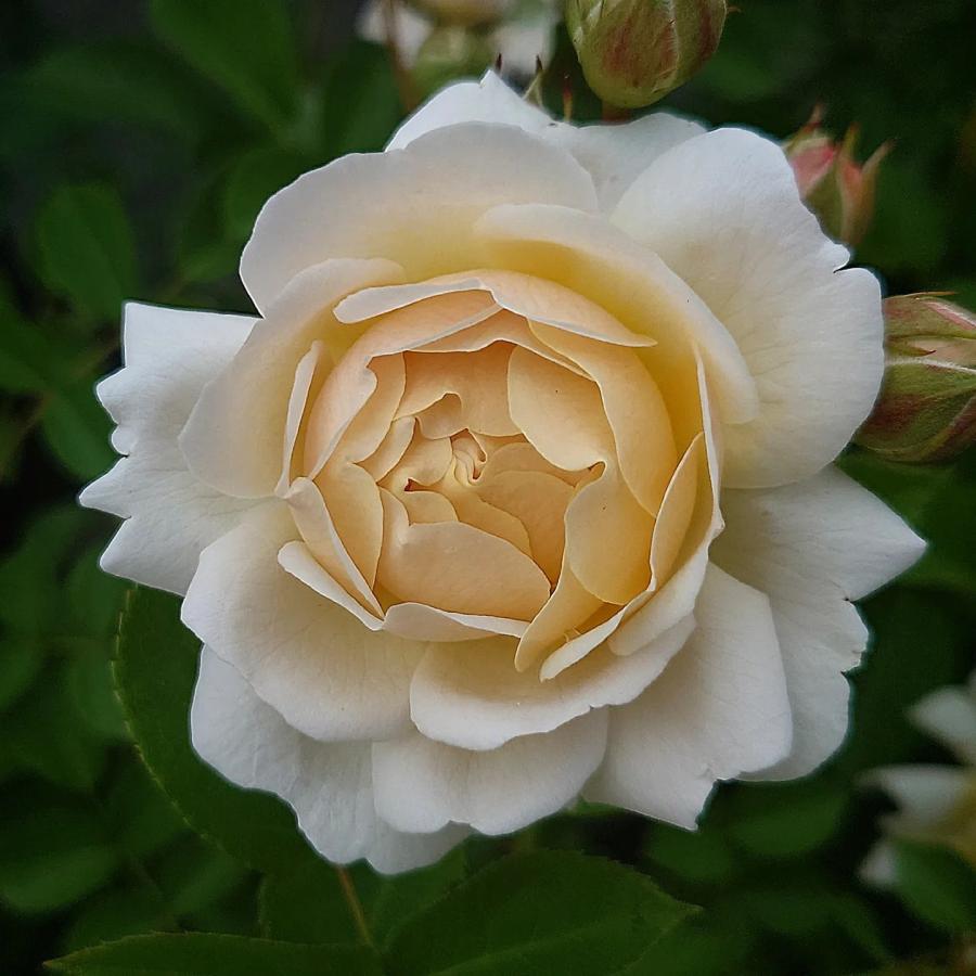 バラ苗 大苗 18cmポット ミルフィオーリ : Apple Roses - 通販