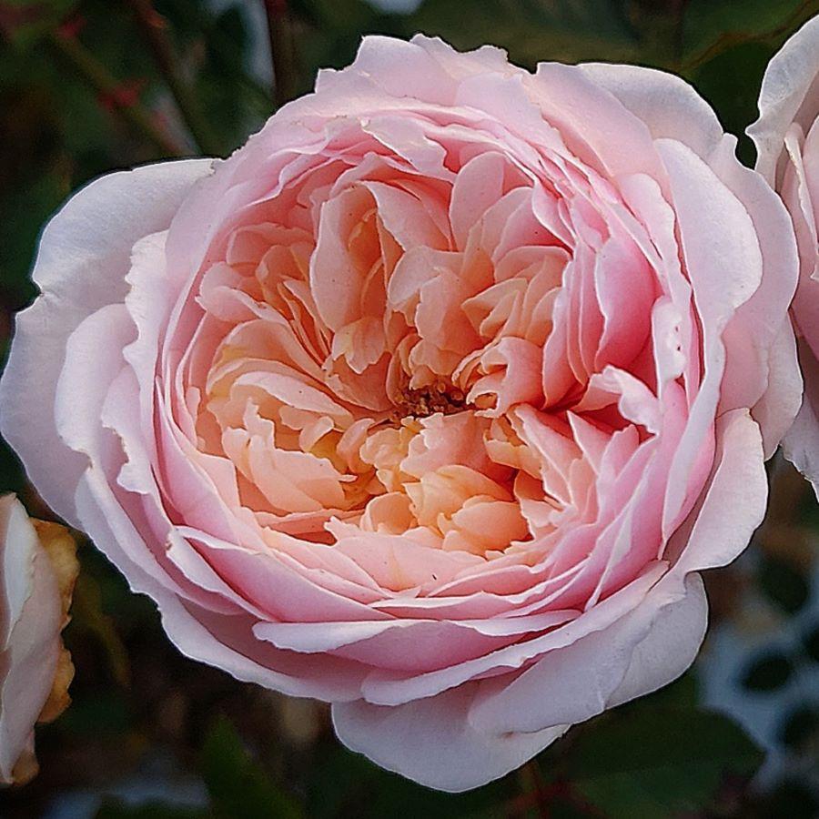 バラ苗 即納 大苗 18cmポット メーヴェ : Apple Roses - 通販 - Yahoo