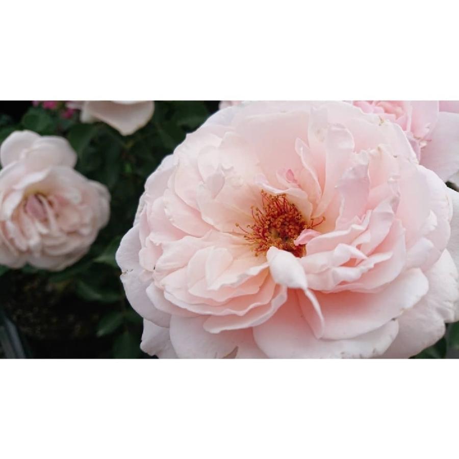 バラ苗 即納 大苗 18cmポット メーヴェ : Apple Roses - 通販 - Yahoo