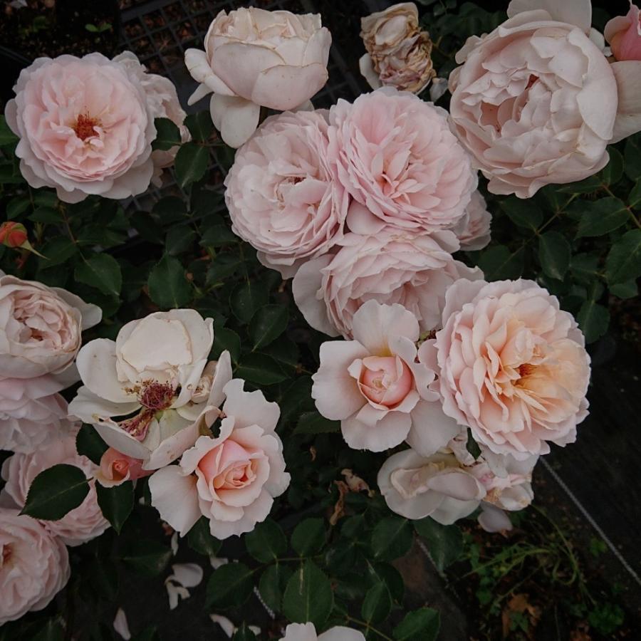 バラ苗 即納 大苗 18cmポット メーヴェ : Apple Roses - 通販 - Yahoo