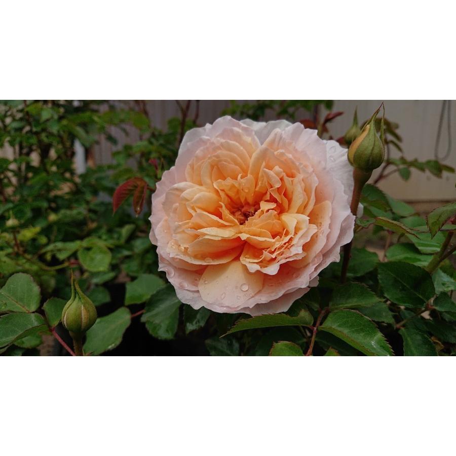 バラ苗 大苗 18cmポット メーヴェ : Apple Roses - 通販 - Yahoo