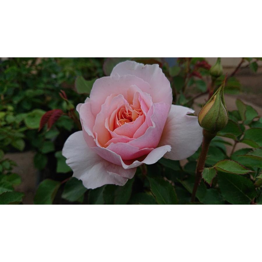 バラ苗 大苗 18cmポット メーヴェ : Apple Roses - 通販 - Yahoo