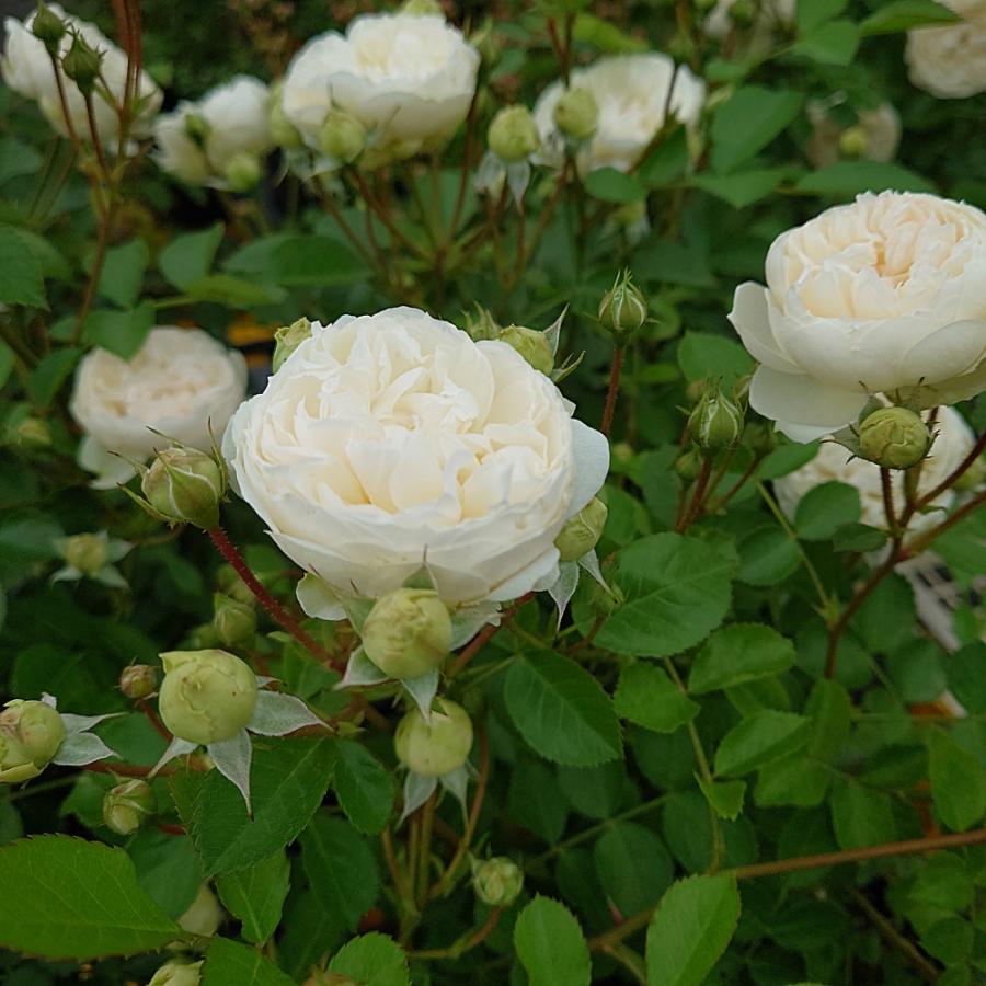バラ苗 即納 大苗 18cmポット ノーブル ハート : Apple Roses - 通販