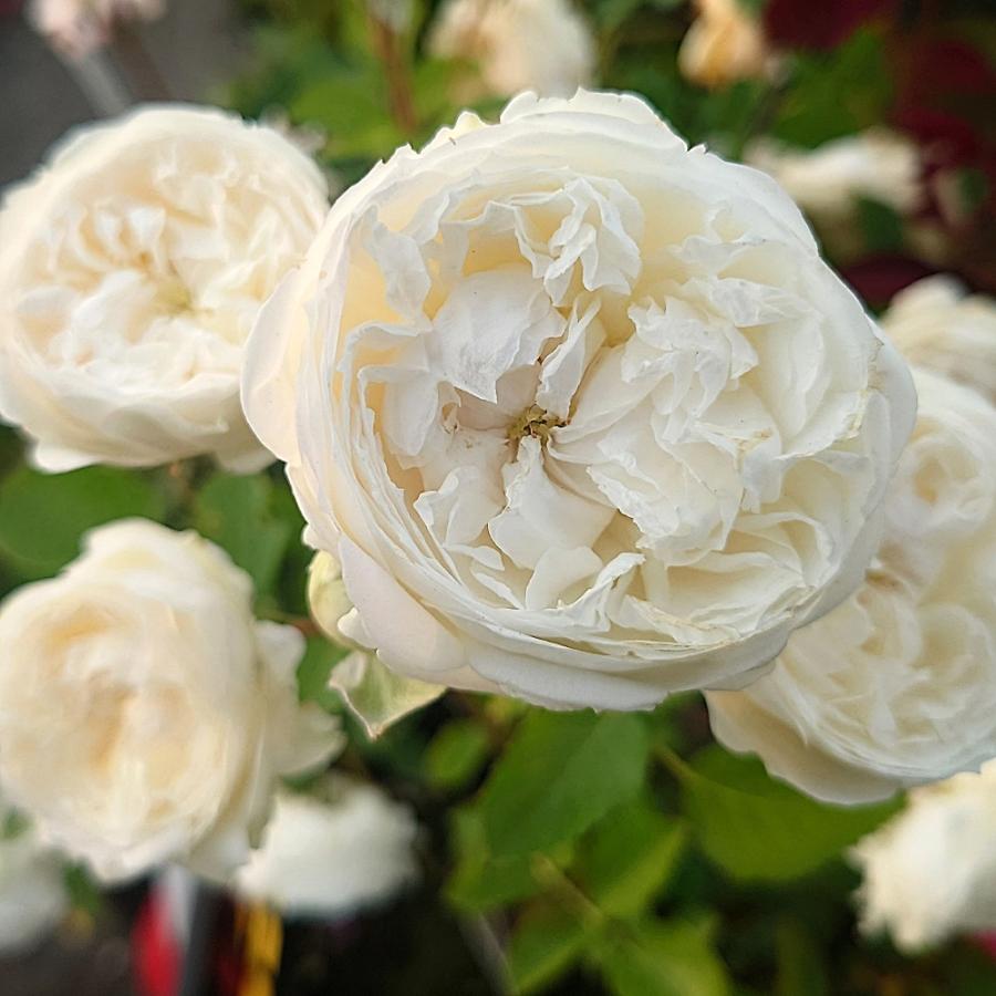 バラ苗 大苗 18cmポット ノーブル ハート : Apple Roses - 通販