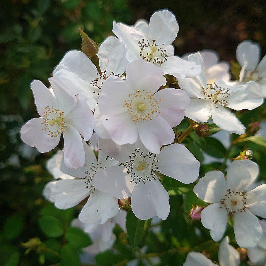 バラ苗 大苗 18cmポット ののこ : Apple Roses - 通販 - Yahoo バラ苗 大苗 18cmポット ののこ : Apple Roses - 通販 - Yahoo