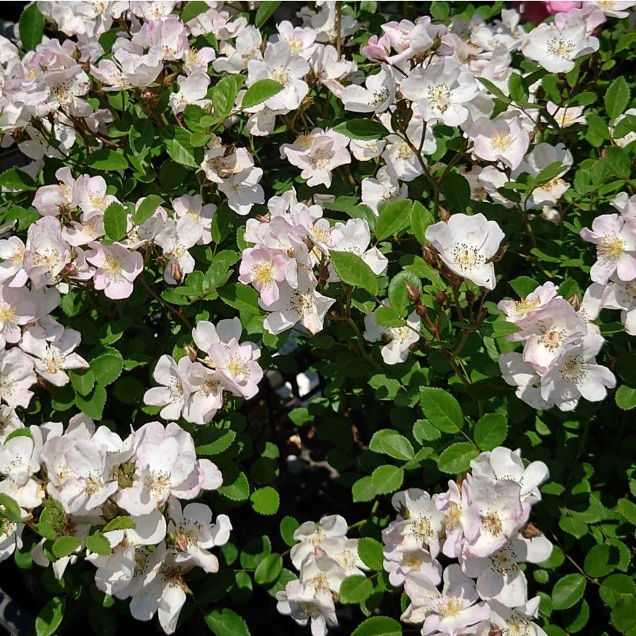 ♡Atsushi様♡ご予約　バラ苗 楽天市場】【まもなく締め切り】 予約販売 バラ 苗 バラ 新苗