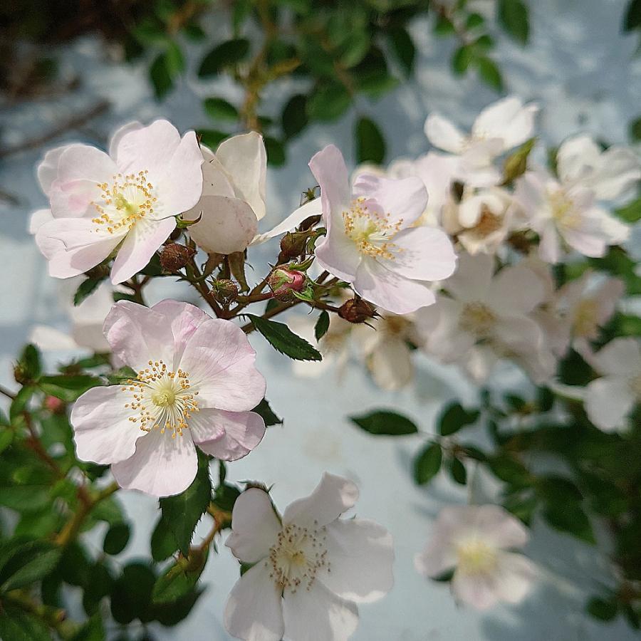 バラ苗 大苗 18cmポット ののこ : Apple Roses - 通販 - Yahoo バラ苗 大苗 18cmポット ののこ : Apple Roses - 通販 - Yahoo