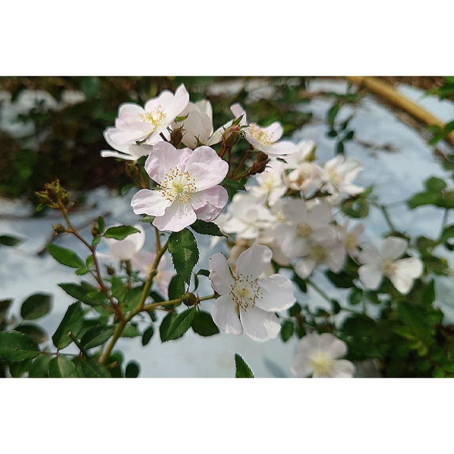 バラ苗 大苗 18cmポット ののこ : Apple Roses - 通販 - Yahoo バラ苗 大苗 18cmポット ののこ : Apple Roses - 通販 - Yahoo